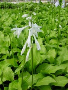 Hosta 'Royal Standard' P9 - afbeelding 4