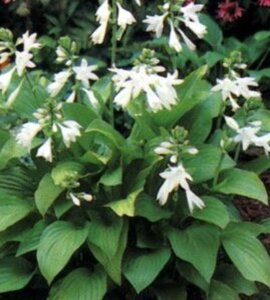 Hosta 'Royal Standard' P9 - afbeelding 5