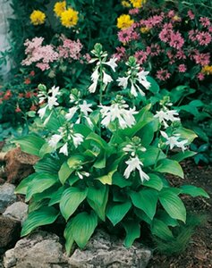 Hosta 'Royal Standard' P9 - afbeelding 6