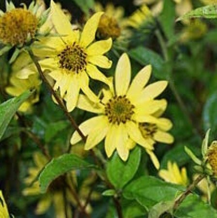 Helianthus 'Lemon Queen' P9 - afbeelding 2