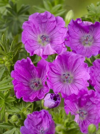 Geranium sanguineum 'Max Frei' P9 - afbeelding 3