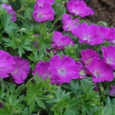 Geranium sanguineum 'Max Frei' P9 - afbeelding 4