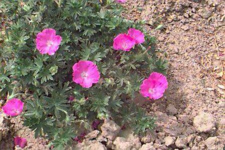 Geranium sanguineum 'Max Frei' P9 - afbeelding 1