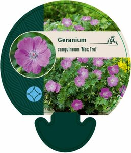 Geranium sanguineum 'Max Frei' P9 - afbeelding 6