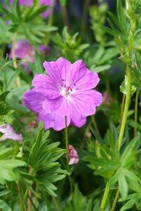 Geranium sanguineum 'Max Frei' P9 - afbeelding 2