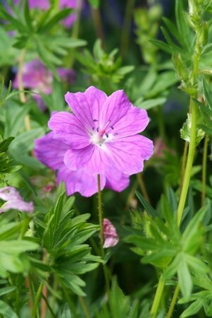 Geranium sanguineum 'Max Frei' P9 - afbeelding 5