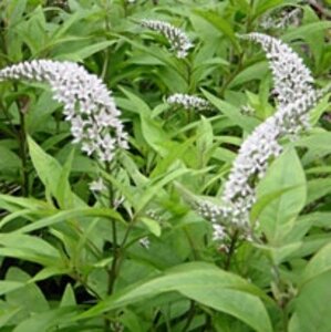 Lysimachia clethroides P9 - afbeelding 4