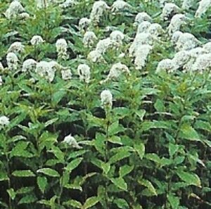 Lysimachia clethroides P9 - afbeelding 5