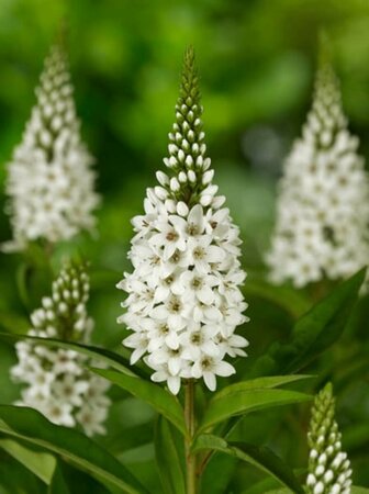 Lysimachia clethroides P9 - afbeelding 6