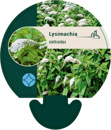 Lysimachia clethroides P9 - afbeelding 3