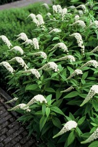 Lysimachia clethroides P9 - afbeelding 8