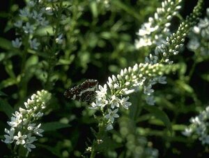 Lysimachia clethroides P9 - afbeelding 1