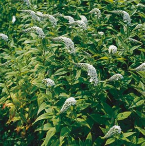 Lysimachia clethroides P9 - afbeelding 7