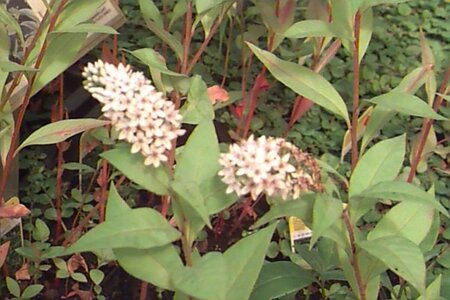 Lysimachia clethroides P9 - afbeelding 2