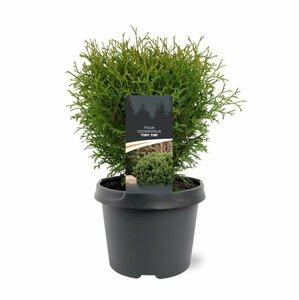 Thuja occ. 'Tiny Tim' 25/30 C. - afbeelding 1