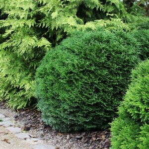 Thuja occ. 'Tiny Tim' 25/30 C. - afbeelding 2