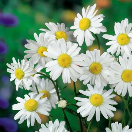 Leucanthemum superbum 'Alaska' P9 - afbeelding 2