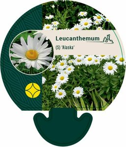 Leucanthemum superbum 'Alaska' P9 - afbeelding 1