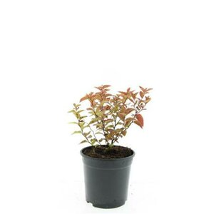 Spiraea japonica 'Firelight' C1.5 - afbeelding 1