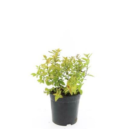 Spiraea japonica 'Firelight' C1.5 - afbeelding 2