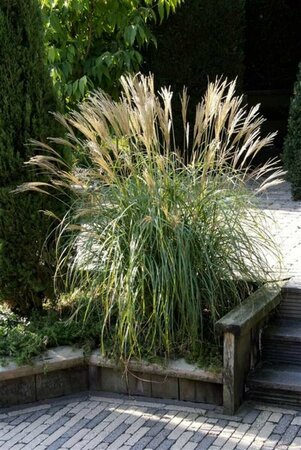 Miscanthus sinensis 'Yaku Jima' P9 - afbeelding 2