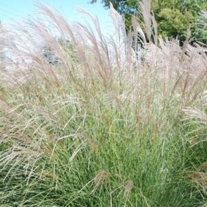 Miscanthus sinensis 'Yaku Jima' P9 - afbeelding 1