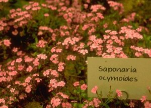 Saponaria ocymoides P9 - afbeelding 3