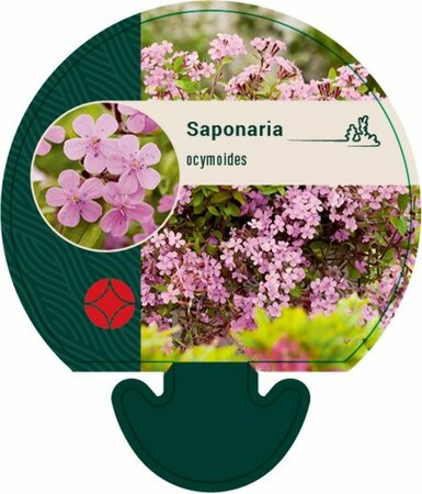 Saponaria ocymoides P9 - afbeelding 5