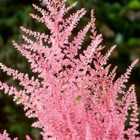 Astilbe japonica 'Europa' P9 - afbeelding 2