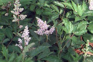 Astilbe japonica 'Europa' P9 - afbeelding 1