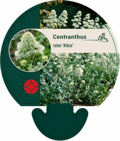 Centranthus ruber 'Albus' P9 - afbeelding 1