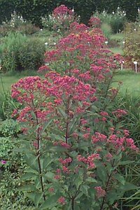 Eupatorium maculatum 'Atropurpureum' P9 - afbeelding 1