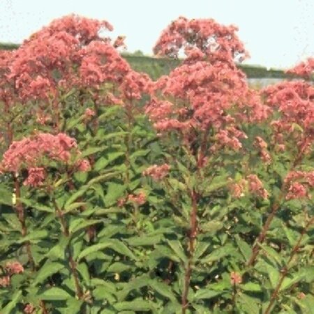 Eupatorium maculatum 'Atropurpureum' P9 - afbeelding 3