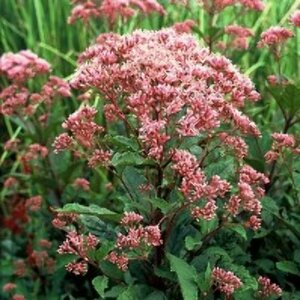 Eupatorium maculatum 'Atropurpureum' P9 - afbeelding 4