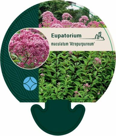 Eupatorium maculatum 'Atropurpureum' P9 - afbeelding 2