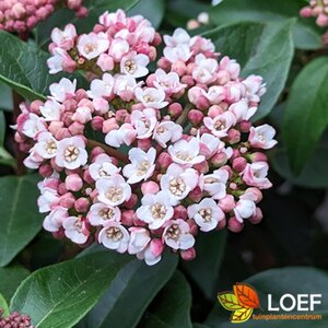 Viburnum tinus 'Spirit' 60/80 C. - afbeelding 1