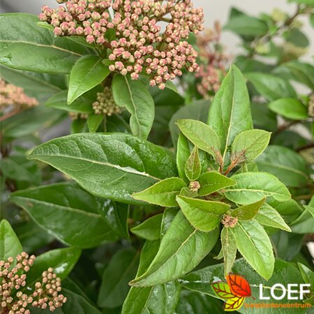 Viburnum tinus 'Spirit' 60/80 C. - afbeelding 2