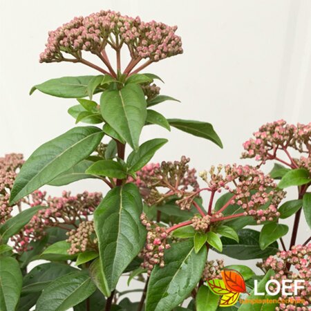 Viburnum tinus 'Spirit' 60/80 C. - afbeelding 3