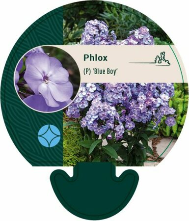 Phlox paniculata 'Blue Boy' P9 - afbeelding 3