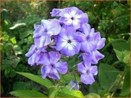 Phlox paniculata 'Blue Boy' P9 - afbeelding 1