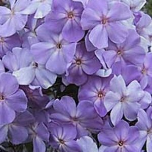 Phlox paniculata 'Blue Boy' P9 - afbeelding 2