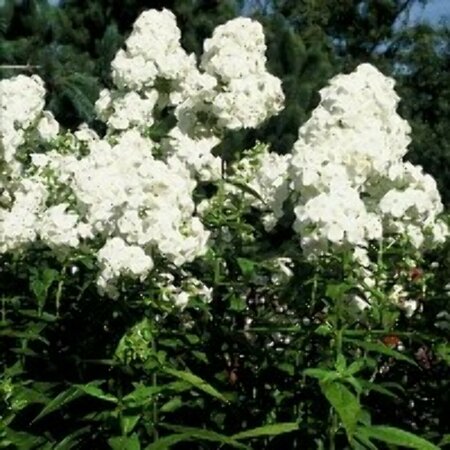 Phlox paniculata 'David' P9 - afbeelding 1