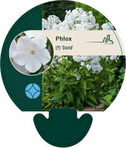 Phlox paniculata 'David' P9 - afbeelding 5