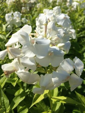 Phlox paniculata 'David' P9 - afbeelding 4