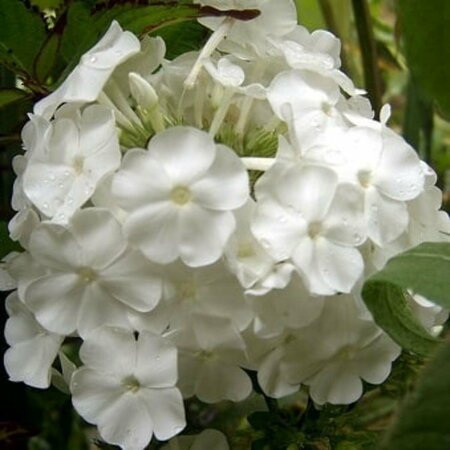 Phlox paniculata 'David' P9 - afbeelding 2