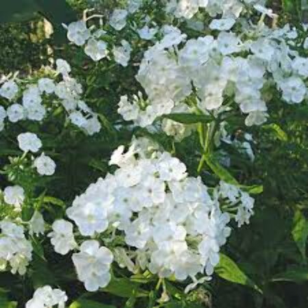 Phlox paniculata 'David' P9 - afbeelding 3