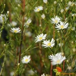 Aster pringlei 'Monte Cassino' P9 - afbeelding 1