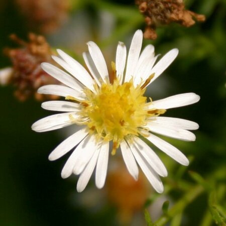 Aster pringlei 'Monte Cassino' P9 - afbeelding 3