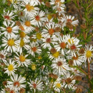 Aster pringlei 'Monte Cassino' P9 - afbeelding 4