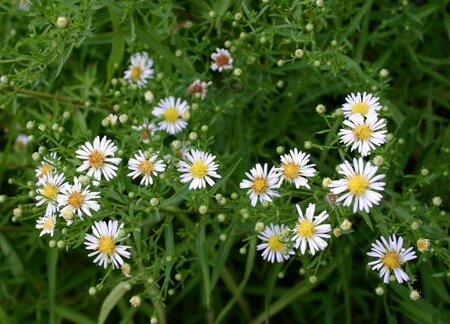 Aster pringlei 'Monte Cassino' P9 - afbeelding 5